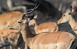 Zambia_034