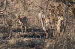 Zambia_035
