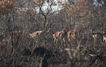 Zambia_036