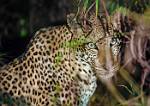 Zambia_042