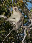 Zambia_054