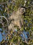 Zambia_055
