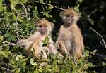 Zambia_057