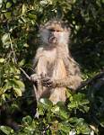 Zambia_058