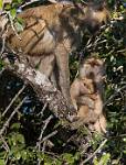 Zambia_059