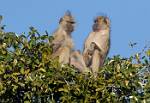 Zambia_060