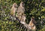 Zambia_061