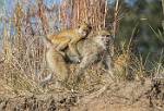 Zambia_070