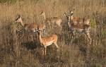 Zambia_077