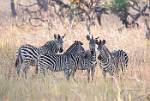 Zambia_079