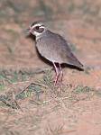 Zambia_082