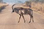 Zambia_088
