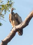 Zambia_090