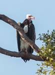 Zambia_091