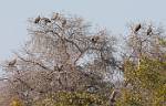 Zambia_093
