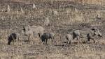 Zambia_096