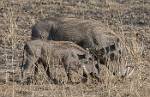 Zambia_097