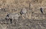 Zambia_098