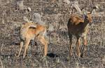 Zambia_099