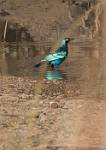Zambia_102