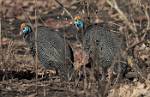 Zambia_103