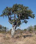 Zambia_108