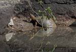 Zambia_109