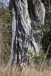 Zambia_110