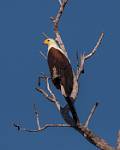 Zambia_129