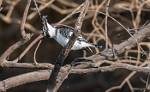 Zambia_132