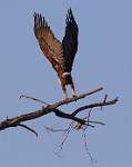 Zambia_137