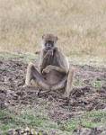Zambia_150