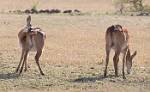 Zambia_154