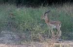 Zambia_155