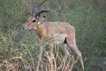 Zambia_156