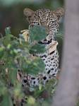 Zambia_157