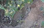 Zambia_162