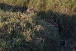 Zambia_169