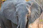 Zambia_179