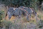 Zambia_181