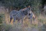 Zambia_182