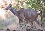 Zambia_183
