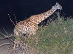 Zambia_189