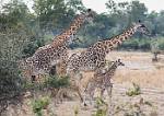 Zambia_197