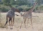 Zambia_198