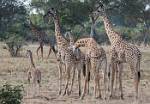 Zambia_200