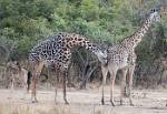 Zambia_202