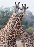 Zambia_203
