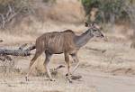 Zambia_209