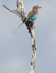Zambia_211